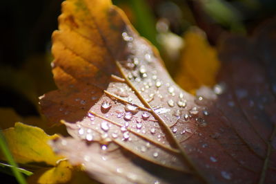 Close-up of water drops on leaf