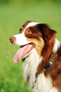Close-up of dog looking away