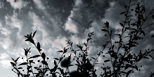 Low angle view of silhouette leaves against sky