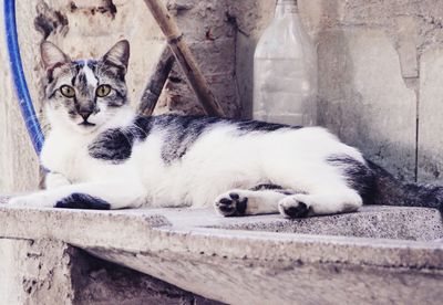 Cat lying on floor