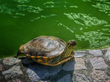 Turtle sunning