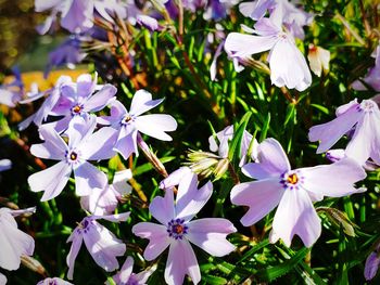 Close-up of purple flowering plants