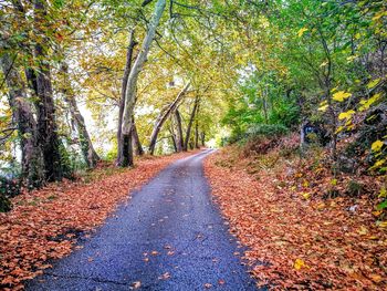 Road amidst trees in forest during autumn