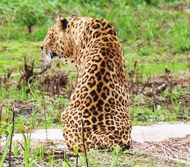 TIGER LOOKING AWAY