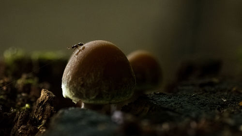 Close-up of mushroom growing on field