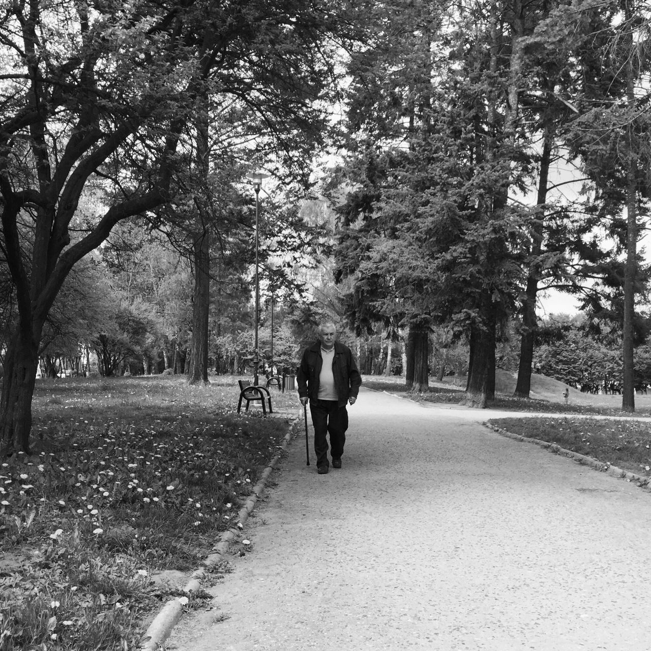 tree, the way forward, rear view, full length, walking, transportation, lifestyles, road, diminishing perspective, men, vanishing point, leisure activity, person, footpath, street, growth, treelined, park - man made space