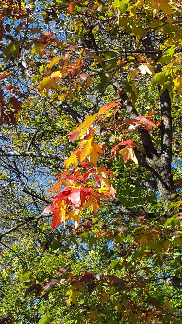 LOW ANGLE VIEW OF TREES AGAINST SKY