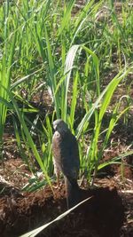 Bird perching on grass