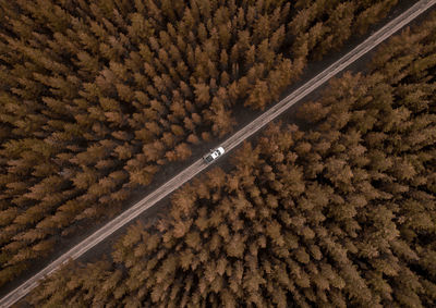 Aerial view of car on road amidst forest