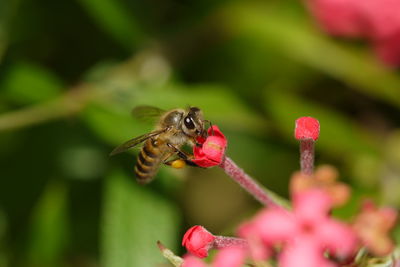 Close-up of bee pollinating on pink flower