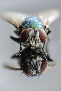 Symmetric view of housefly