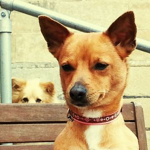 Close-up portrait of dog