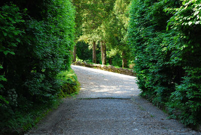 Footpath amidst trees in forest