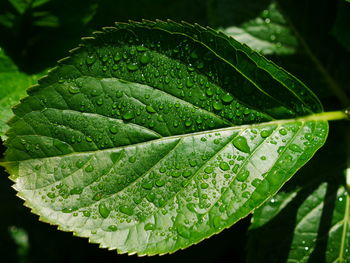 Close-up of wet plant leaves during rainy season