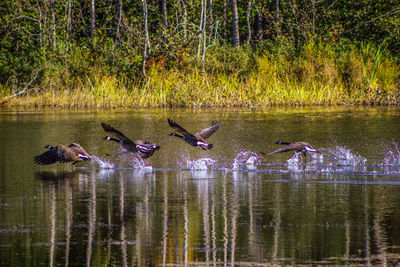 Birds flying over lake