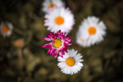 Close-up of white and pink daisy flowers
