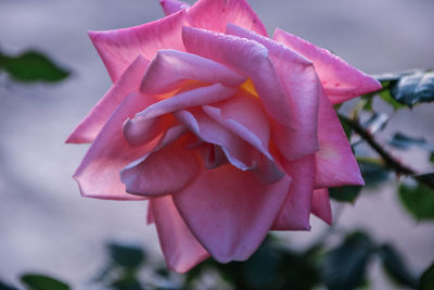 Close-up of pink rose flower