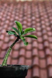 Close-up of potted plant