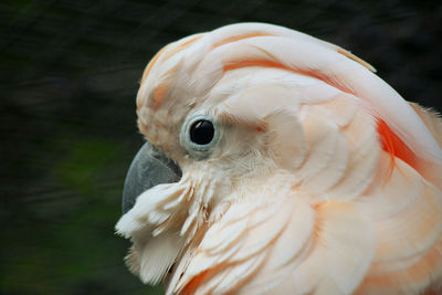 Close-up of a bird