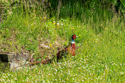 Bird perching on a field