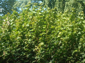 plant