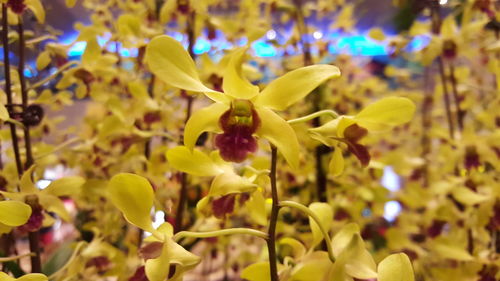 Close-up of yellow flowers blooming in park