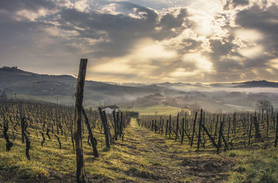 Langhe with fog