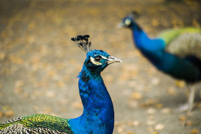 Close-up of peacocks