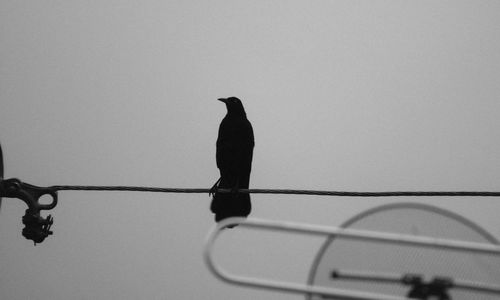 Low angle view of bird perching against clear sky