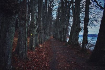 Trees in forest against sky