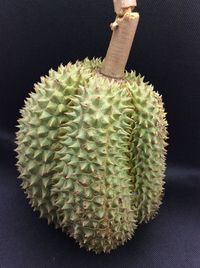 Close-up of succulent plant against black background