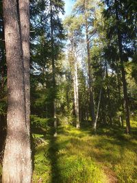 Trees growing in forest