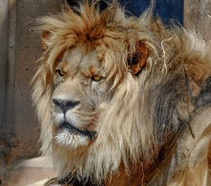 Close-up of a relaxed lion looking away
