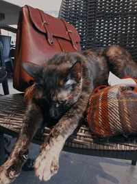 View of a cat resting on chair