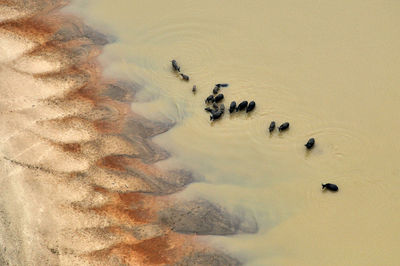 High angle view of ducks in sand