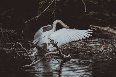 Birds in a lake