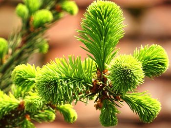 Close-up of fresh green plant