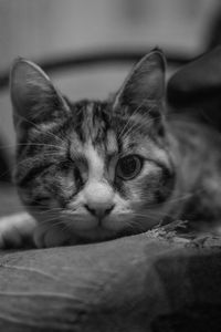 Close-up of cat resting on bed