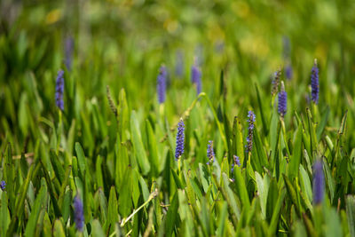 Close-up of purple flowering plants on field