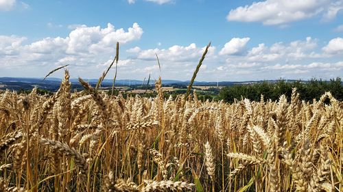 Plants growing on field against sky