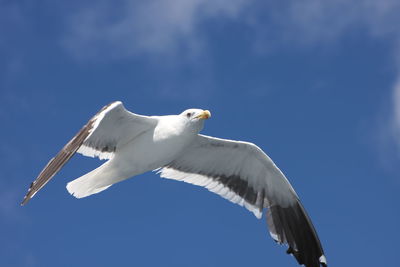 Low angle view of seagull flying against blue sky