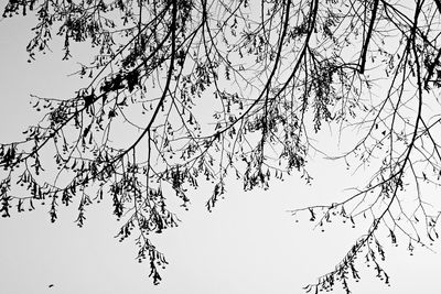 Close-up of tree branch against sky