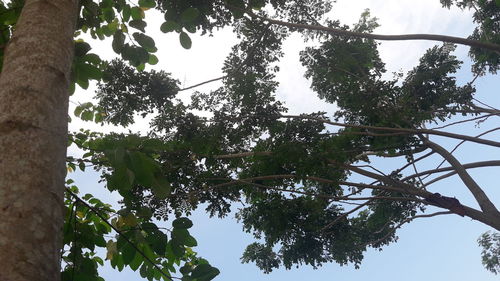 Low angle view of trees against sky