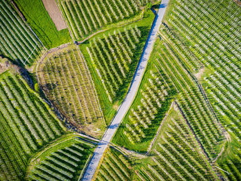 High angle view of corn field