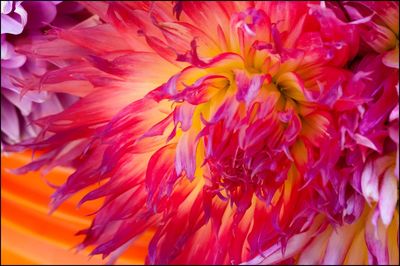 Full frame shot of flowers