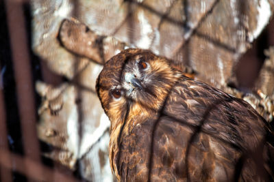 Close-up of a bird