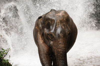 Asian elephant enjoying refreshment of water in waterfall in tropical rainforest.