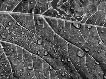 Full frame shot of wet leaf