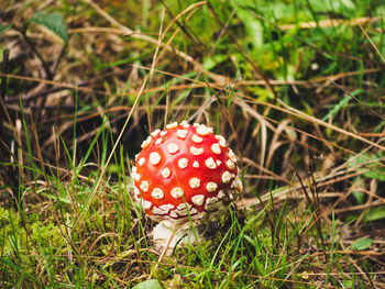 Close-up of fly agaric mushroom on field