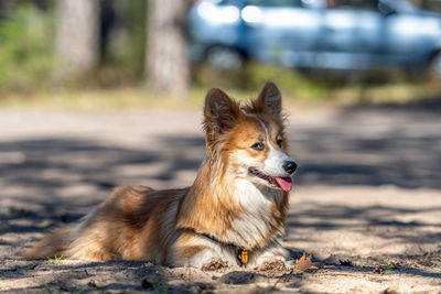 Beautiful portrait of a red welsh corgi pembroke dog lying down in the forest on a sunny spring day